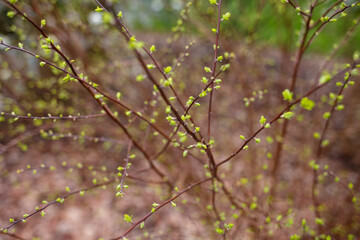 Thin branches with fresh green buds in early spring. Macro shot of natural springtime growth. Spring season and nature concept for design and print, blooming trees. the beginning of spring.