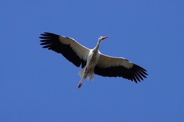 cigogne