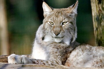 lynx