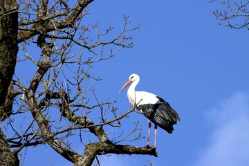 cigogne