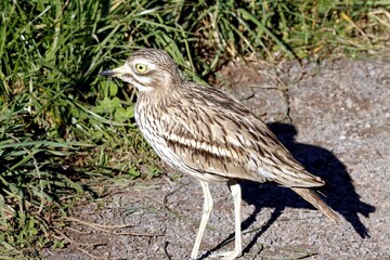 oiseau