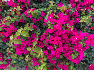 Bright pink bougainvillea flowers thrive in a lush garden under clear skies