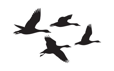 silhouette of a seagull