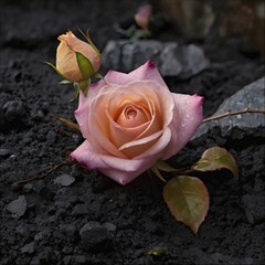 Red rose with water droplet