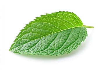 Obraz premium A bright green mint leaf with textured details, isolated