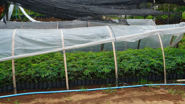 Young Falcataria Plants (Paraserianthes falcataria) are neatly arranged in polybags within a nursery highlighting systematic cultivation for reforestation and timber production