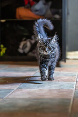 Gray white Maine coon cat portrait