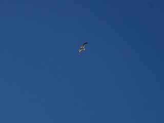 Gull Flying Solo Against Clear Blue Sky, Minimalist Bird Photography