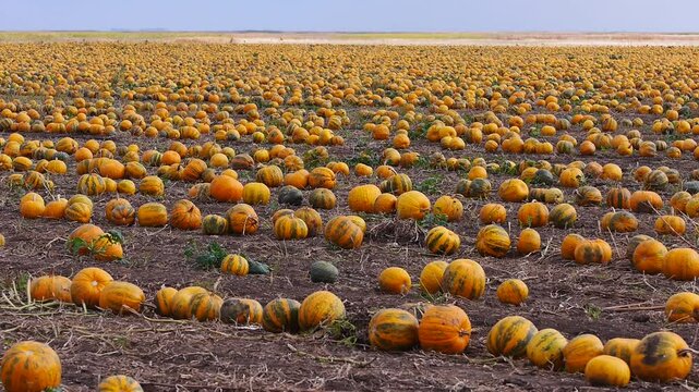 Reife, orange K&uuml;rbisse auf dem Feld warten auf die Ernte, Ungarn