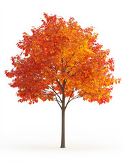 A realistic isolated maple tree with autumn-colored