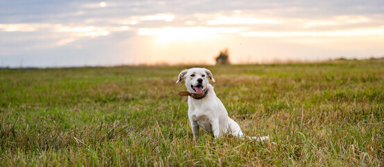 Happy Labrador-Type Dog at Golden Hour on Fields