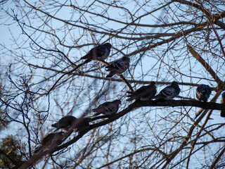 Pigeons on Tree Branch, Winter Silhouette