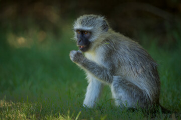 Vervet monkey (Chlorocebus pygerythrus) at Augrabies Falls National Park, Northern Cape. South Africa.