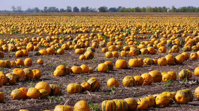Reife, orange K&uuml;rbisse auf dem Feld warten auf die Ernte, Ungarn