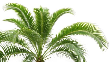 Naklejka premium Palm Fronds Isolated White Background Stock Photo - Tropical Leaves, Exotic Plants, High Resolution Image
