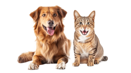 Smiling Cat and Dog Companions Isolated on Transparent PNG
