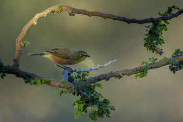 Orange River white-eye (Zosterops pallidus) at Augrabies Falls National Park, Northern Cape. South Africa.