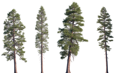 Set of Pinus ponderosa (ponderosa pine, bull pine, blackjack pine, western yellow-pine, filipinus pine) frontal isolated png on a transparent background perfectly cutout