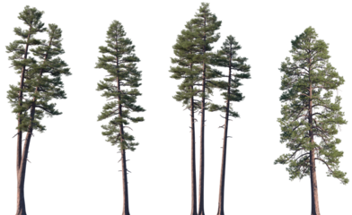 Set of Pinus ponderosa (ponderosa pine, bull pine, blackjack pine, western yellow-pine, filipinus pine) frontal isolated png on a transparent background perfectly cutout