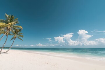 Obraz premium Palm trees growing on tropical white sand beach with turquoise water