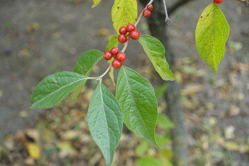 Closeup of red berries and green leaves on branch of Lonicera maackii in October