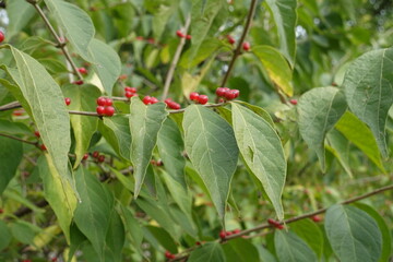 Green leafage and red berries of Lonicera maackii in October