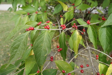 Many red berries in the leafage of Lonicera maackii in October