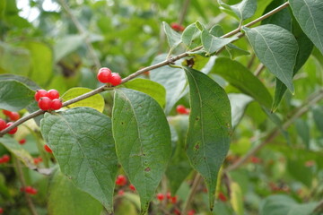 Thin branch of Lonicera maackii with green leaves and red berries in October