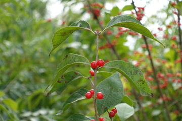 Twig of Lonicera maackii with red berries and green leaves in October