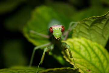 Praying Mantis with Red Eyes in Greenery