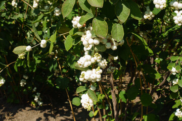 Fruits of Symphoricarpos albus in mid September