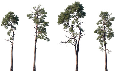 Set of Pinus radiata (the Monterey pine, insignis pine, or radiata pine) frontal isolated png on a transparent background perfectly cutout