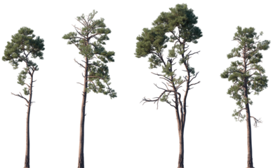 Set of Pinus radiata (the Monterey pine, insignis pine, or radiata pine) frontal isolated png on a transparent background perfectly cutout