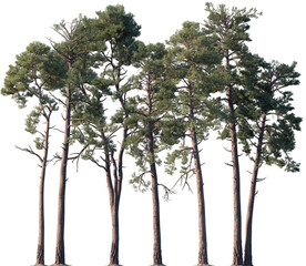 Set of Pinus radiata (the Monterey pine, insignis pine, or radiata pine) frontal isolated png on a...
