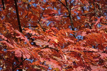 Dark red autumnal foliage and ripe fruits of Sorbus aucuparia in October