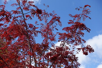 Deep blue sky and branches of Sorbus aucuparia with dark red autumnal foliage and orange fruits in...