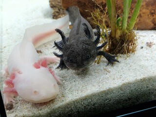 Axolotl