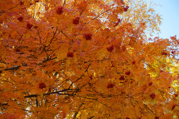 Vibrant orange autumnal foliage of Sorbus aucuparia with red fruits in mid October