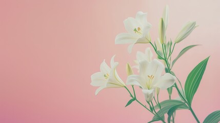 Naklejka premium White lilies with green leaves on a soft pink background