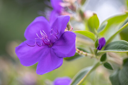Princess Flower