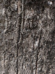 Close-Up of Cracked and Weathered Tree Bark Texture