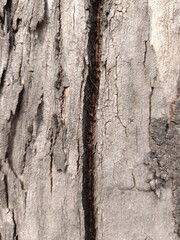 Close-Up of Cracked and Weathered Tree Bark