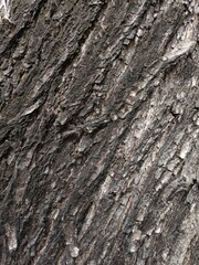 Close-Up of Rough and Textured Tree Bark