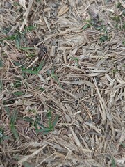 Close-Up of Dry Mulch with Green Grass Sprouts