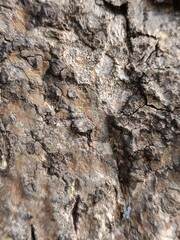 Close-Up of Cracked and Weathered Tree Bark Texture