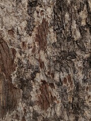 Close-Up of Weathered and Textured Tree Bark