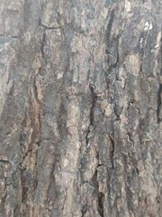Close-Up of Rough and Textured Tree Bark