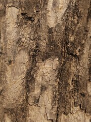 Close-Up of Weathered and Textured Tree Bark