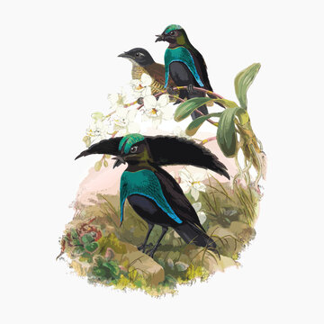 Lophorhina Superba (Penn) from Monograph of the Paradiseidae, vintage bird illustration vector.