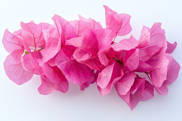 A bunch of fresh bougainvillea flowers with vibrant pink petals, isolated